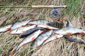 Маленькое изображение ловля окуня нахлыстом Маленькое фото ловля окуня нахлыстом