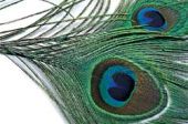 Павлина перо глазковое PEACOCK EYES   изображение Павлина перо глазковое PEACOCK EYES