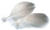изображение HARELINE Перья чирка Teal Flank Feathers Natural 
