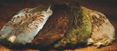 изображение WAPSI Шкура куропатки Hungarian Partridge Skin 