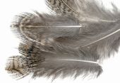 изображение HARELINE Перья куропатки Hungarian Partridge Feathers NATURAL 