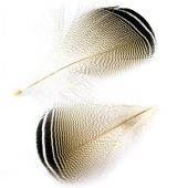 изображение Перья древесной утки Hareline Barred Woodduck Feathers 
