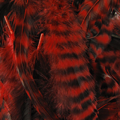 изображение Перья из петушиного седла WHITING Schlappen 