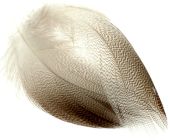 изображение Грудные перья селезня Bronze Mallard Wapsi 