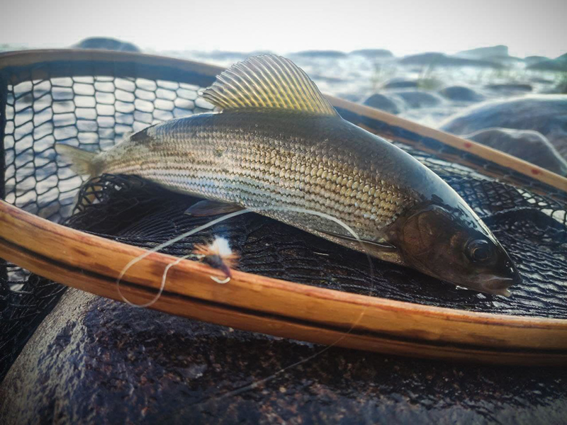 grayling2.jpg grayling2.jpg