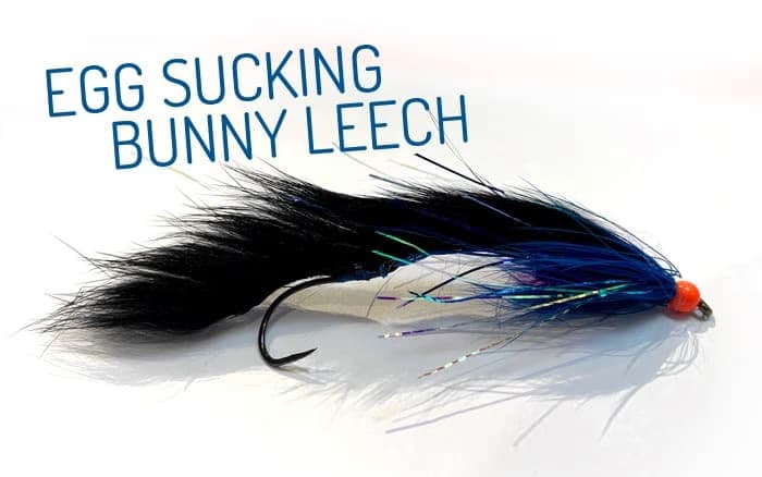 EGG-SUCKING-BUNNY-LEECH-FLY.jpg