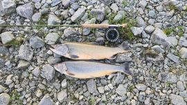 Рыбалка на Полярном Урале — хариус и голец