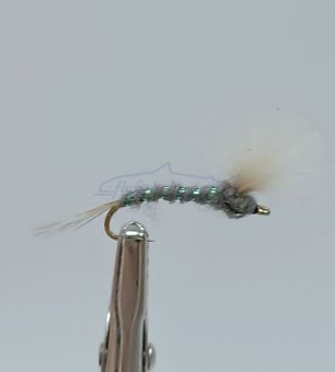 midge cdc gray