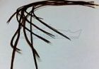 Отдельные перья из седла петуха Flyinspector Brown (Brown #12-14)