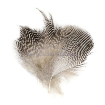 Gadwall_Feathers