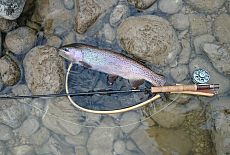 Черногория, Словения, Австрия, Хорватия Черногория, Словения, Австрия, Хорватия