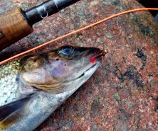 Рыбалка в Братске: какая рыба водится и как ее ловить