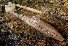 Черногория, Словения, Австрия, Хорватия Черногория, Словения, Австрия, Хорватия