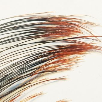 boar-ff-flyinspector-orange