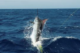 Тур на Коста-Рику (8 дней, 7 ночей)